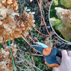 Przycinanie hortensji pnącej. W tle widać jej letnią, kwitnącą odsłonę, a na pierwszym planie suche kwiatostany i sekator.