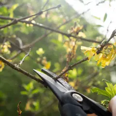 Przycinanie forsycji po kwitnieniu to klucz do obfitego kwitnienia w przyszłym roku. Sekator tnie gałązkę z żółtymi kwiatami.