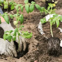 Ręce w rękawiczkach sadzą sadzonkę pomidora do ziemi. To idealny moment, by dowiedzieć się, kiedy sadzić pomidory.