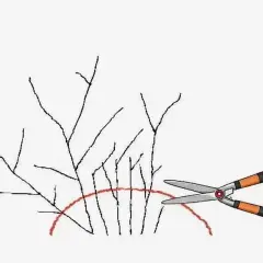 Ilustracja pokazuje, jak przycinać tawułki. Nożyce ogrodnicze są gotowe do cięcia gałązek poniżej czerwonej linii.