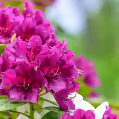 Piękne, fioletowe rododendrony kwitną bujnie, jakby odżywione domowym nawozem do rododendronów.