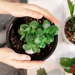 Dłonie obejmują doniczkę z zielonym kalanchoe, którego liście pokryte są kropelkami wody. Roślina po przekwitnięciu odzyskuje świeżość.