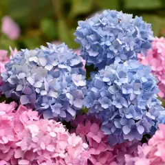 Niebieskie i różowe hortensje, które nie lubią zbyt mocnego słońca, tworzą bujne, kwieciste kępy.