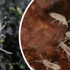Małe białe robaczki w doniczce, skoczogonki, żyjące w wilgotnej glebie.