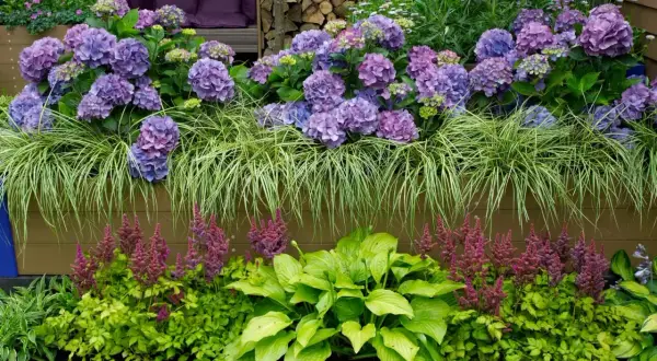 Piękna kompozycja: fioletowe hortensje bukietowe, trawy ozdobne, funkie i astilbe. Idealne rośliny, by posadzić obok hortensji bukietowej.