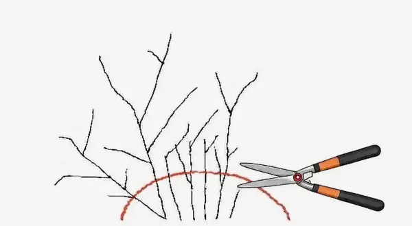Ilustracja pokazuje, jak przycinać tawułki. Nożyce ogrodnicze są gotowe do cięcia gałązek poniżej czerwonej linii.