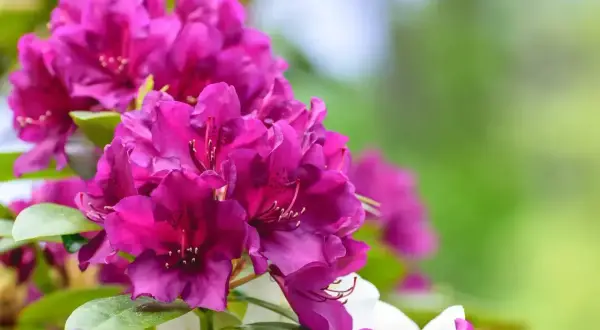 Piękne, fioletowe rododendrony kwitną bujnie, jakby odżywione domowym nawozem do rododendronów.