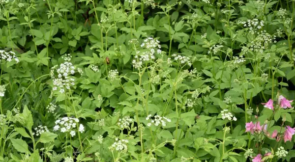 Gęsty kobierzec zieleni z drobnymi białymi kwiatkami i kilkoma różowymi dzwonkami. Ekspansywne rośliny okrywowe tworzą bujny, naturalny krajobraz.