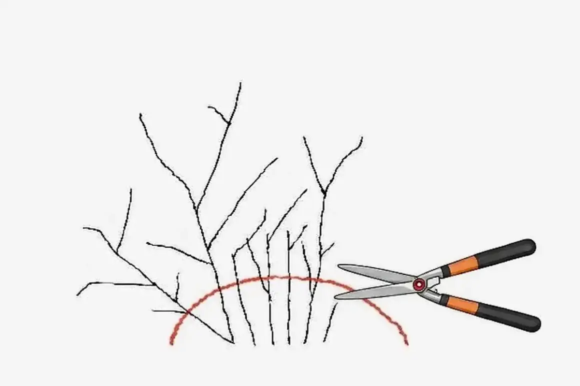 Ilustracja pokazuje, jak przycinać tawułki. Nożyce ogrodnicze są gotowe do cięcia gałązek poniżej czerwonej linii.