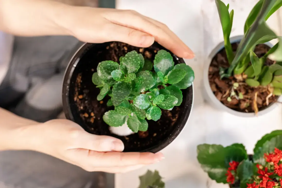 Dłonie obejmują doniczkę z zielonym kalanchoe, którego liście pokryte są kropelkami wody. Roślina po przekwitnięciu odzyskuje świeżość.
