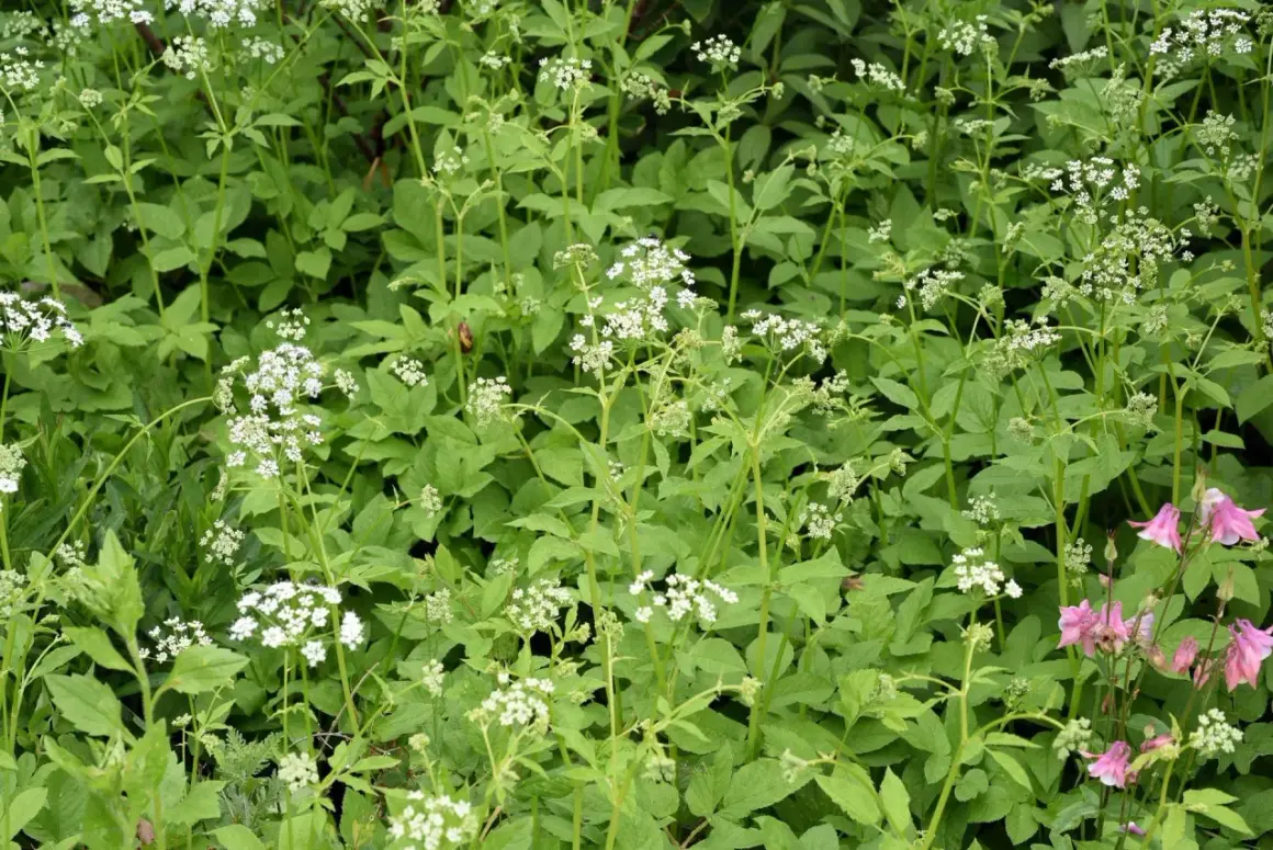 Gęsty kobierzec zieleni z drobnymi białymi kwiatkami i kilkoma różowymi dzwonkami. Ekspansywne rośliny okrywowe tworzą bujny, naturalny krajobraz.