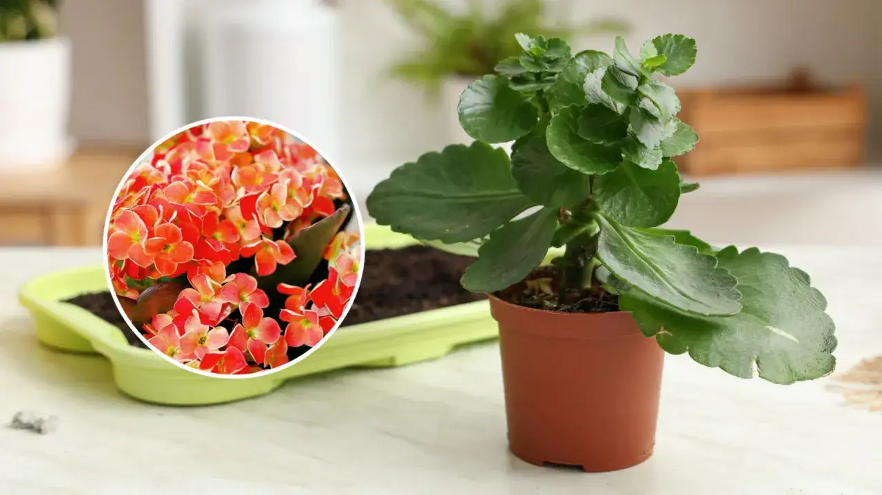 Kalanchoe po przekwitnięciu, z zielonymi liśćmi i doniczką, obok okrągłego zbliżenia na pomarańczowe kwiaty.