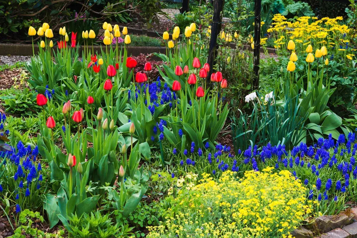 Kolorowy ogr&oacute;d pełen tulipan&oacute;w, muscari i ż&oacute;łtych kwiat&oacute;w. Idealne kwiaty do ogrodu, tworzące wiosenną eksplozję barw.
