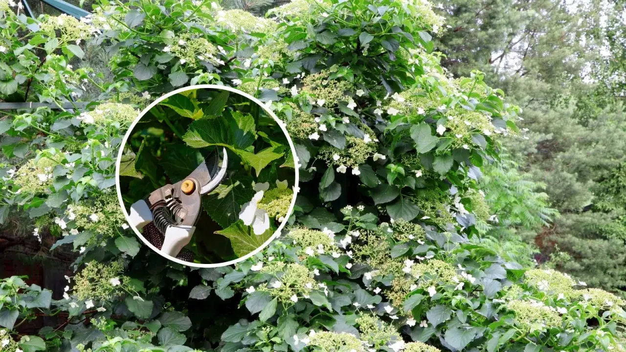 Sekator w zbliżeniu przy pnącej hortensji. Pielęgnacja i cięcie tej rośliny zapewni jej piękny wygląd.