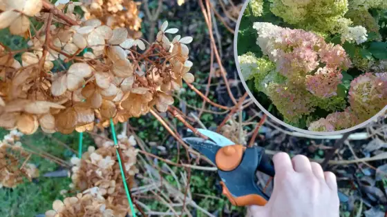 Hortensja pnąca - cięcie po kwitnieniu. Nie trać kwiatów!