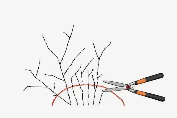 Ilustracja pokazuje, jak przycinać tawułki. Nożyce ogrodnicze są gotowe do cięcia gałązek poniżej czerwonej linii.