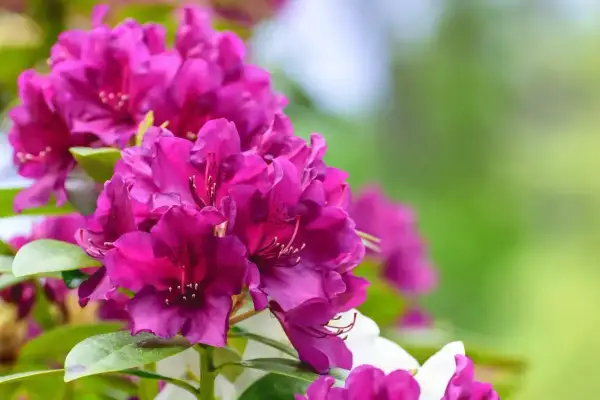 Piękne, fioletowe rododendrony kwitną bujnie, jakby odżywione domowym nawozem do rododendronów.